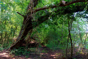 Sermaize nature reserve on the Seine river  bank in Seine et Marne country