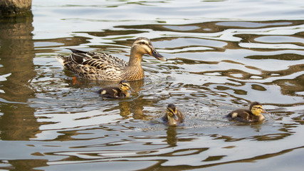あまりにも可愛い生後1か月のカモの赤ちゃん