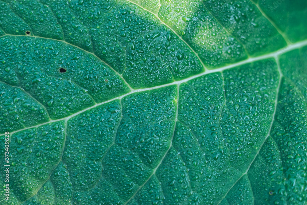 Poster close up detail of a leaf plant in the garden. beautiful background pattern for design.