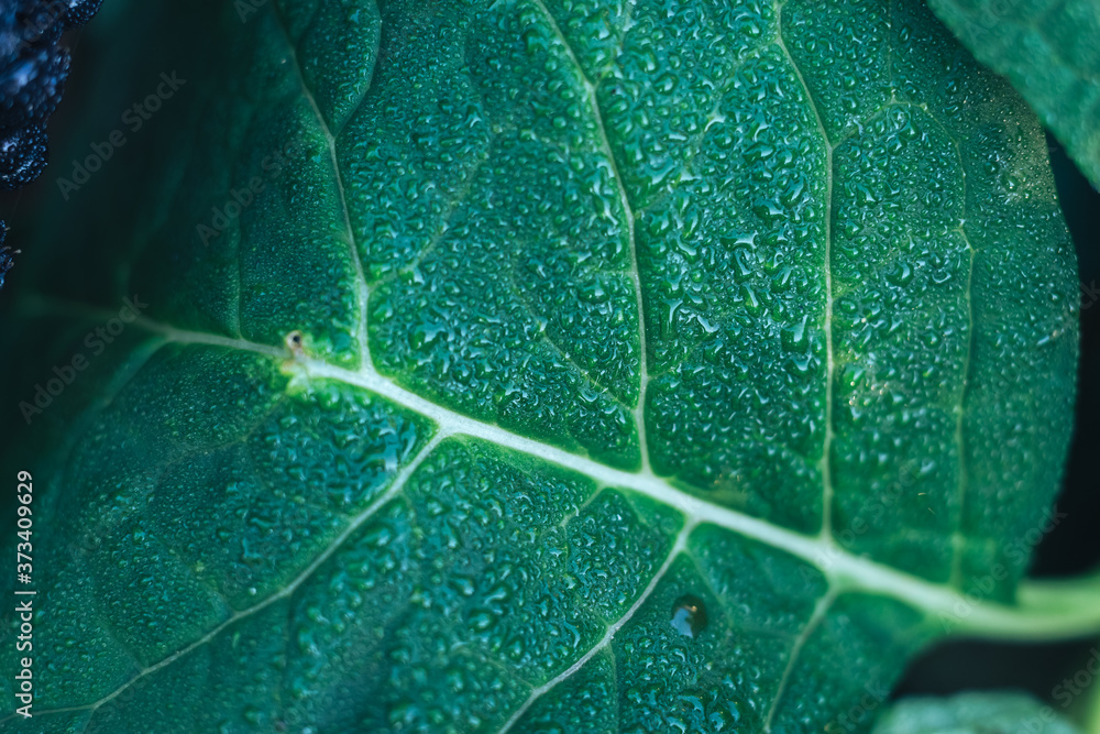 Poster close up detail of a leaf plant in the garden. beautiful background pattern for design.
