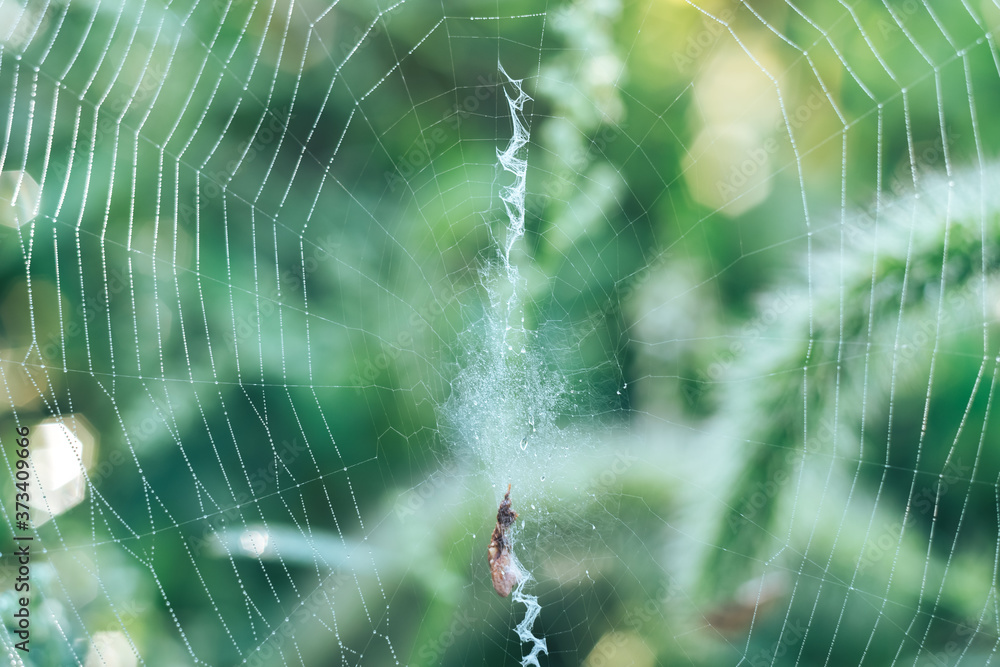 Poster Cobweb or spider's web against a natural background, Dew drops on a spider .