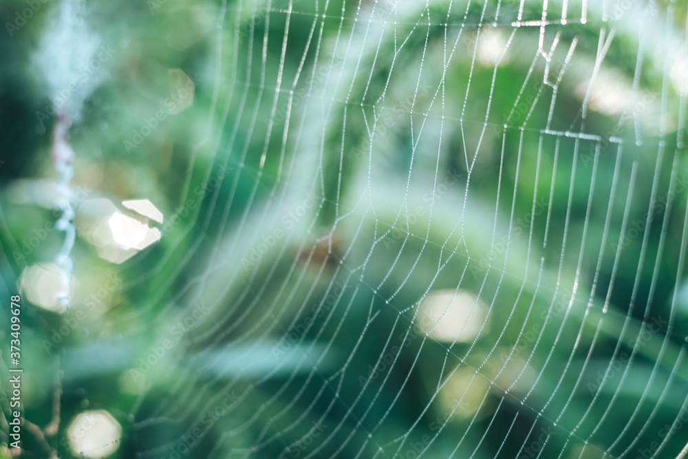 Poster cobweb or spider's web against a natural background, dew drops on a spider .