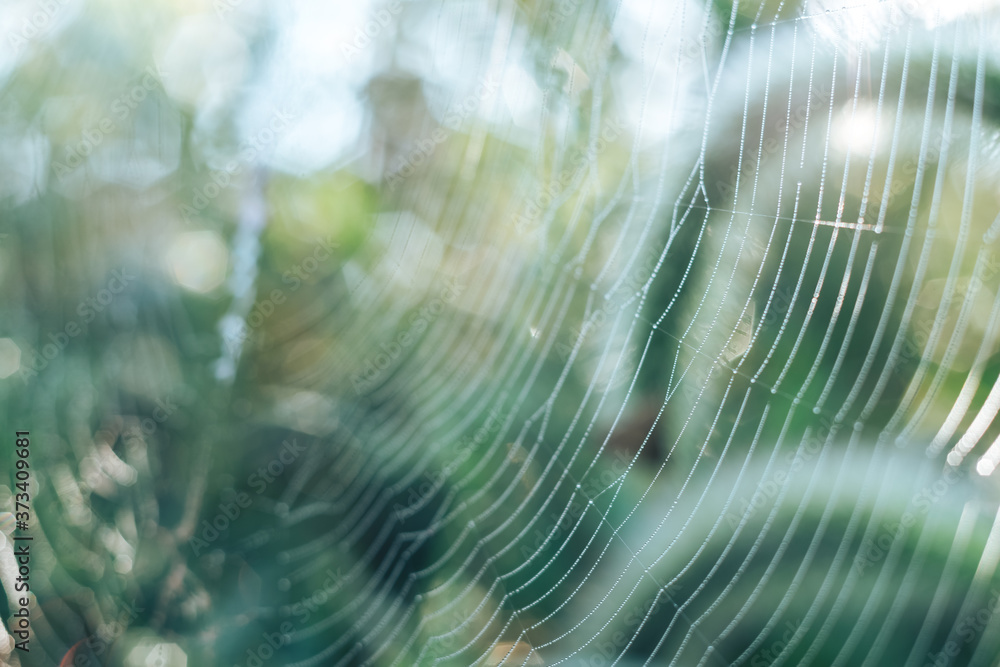 Poster cobweb or spider's web against a natural background, dew drops on a spider .