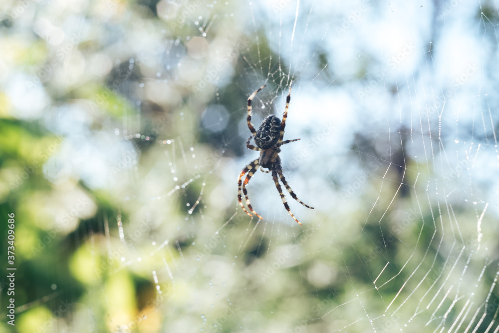 Poster cobweb or spider's web against a natural background, dew drops on a spider .