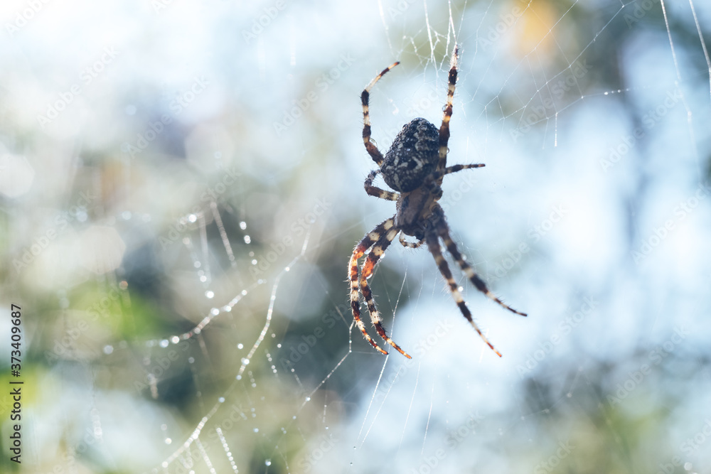 Poster Cobweb or spider's web against a natural background, Dew drops on a spider .