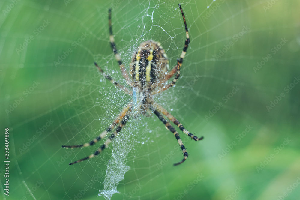 Poster cobweb or spider's web against a natural background, dew drops on a spider .