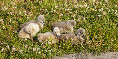 本当に生後間もない白鳥の赤ちゃんたち