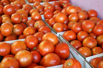 boxes of tomato harvest in the farm