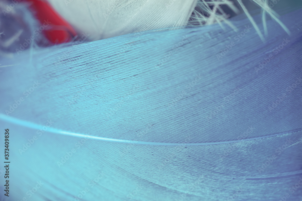 Poster Close up Bird feather. Beautiful background texture. Macro photography view.