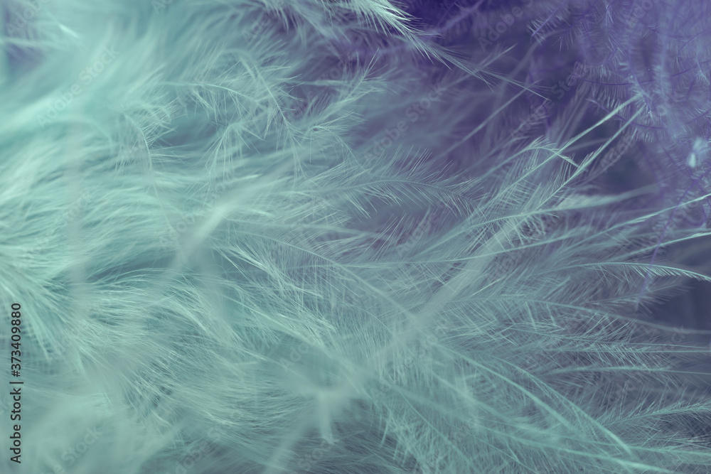 Poster close up bird feather. beautiful background texture. macro photography view.