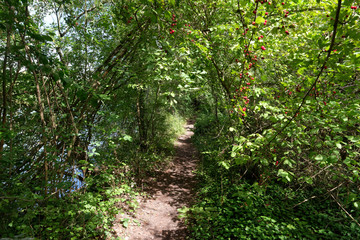 Sermaize nature reserve and Seine river  bank in Seine et Marne country