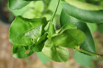 Leaf miner larva disease in citrus leaves