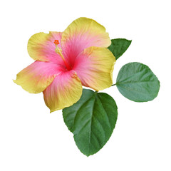 Yellow - pink hibiscus on white background with path