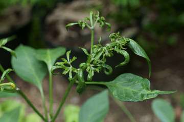 Damage of the young chili peper leaves