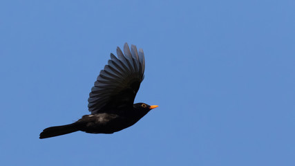 Portrait of Common blackbird (turdus merula) male in flight against blue sky - obrazy, fototapety, plakaty