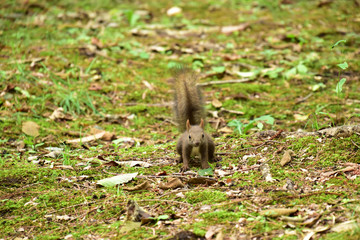 夏の公園の子リス
