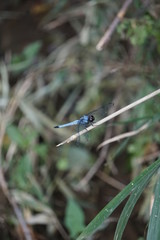 blue dragonfly on a branch
