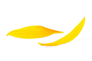 Two petals of sunflower isolated on a white background. Fresh sunflower petals.