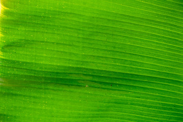 Abstract, nature Green leaf background and beautiful wallpaper.