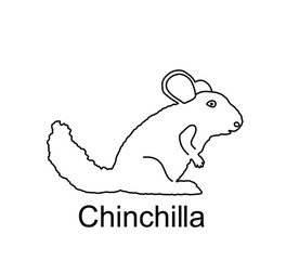 Chinchilla vector line contour illustration isolated on white background. Cute little pet, rodent animal.