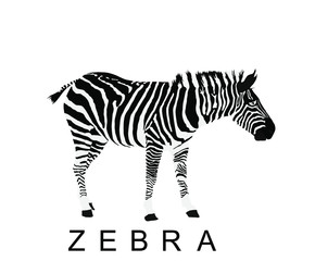 Zebra vector illustration isolated on white background. Zoo attraction, animal from Africa.
