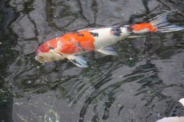 Many big carp in the pond of Japanese garden
日本庭園の池の中にいる沢山の大きな鯉