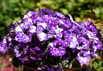 Petunie, Pitunia, Night, Sky