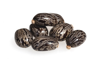 Rizinus, Ricinus Communis