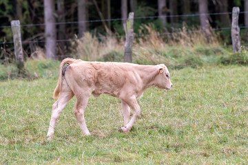 calf blond d'Aquitaine in a pasture