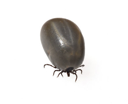 Zecke, Holzbock, Ixodes, ricinus