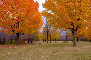 Naklejka premium Overcast autumn forest