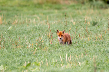 red fox in the grass
