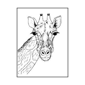 the head of a giraffe sketch vector graphics black and white drawing