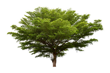 Big green tree (Terminalia ivorensis) isolated on white background.