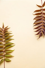 Autumn leaves on a yellow background. Autumn concept with place for text