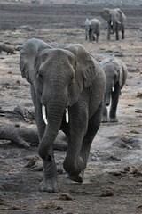 Fototapeta premium African Elephant walking to waterhole