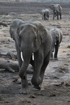 African Elephant walking to waterhole
