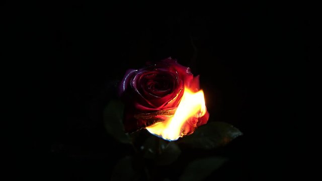 Burning flower close up with dark background. Firing red rose in a dark room, black background.