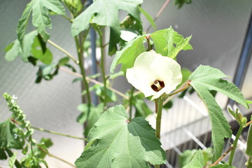自宅菜園のオクラの花