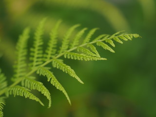 Fern
