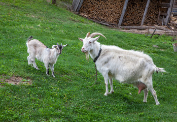 White goats at a Russian traditional village farm house, Tigrovoye, Primorsky Krai, Russia