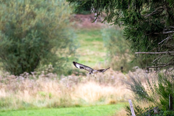 buzzard in flight