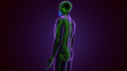 Human Skeleton Skull Maxilla Bone Anatomy For Medical Concept 3D Illustration
