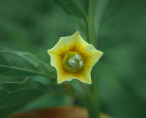 yellow tulip flower