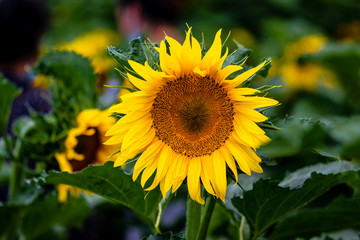 Sunflower - Exhibits of the 19th Changchun International Agricultural Expo