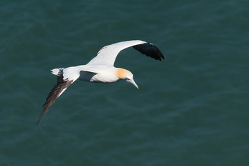Flying gannet over the sea 