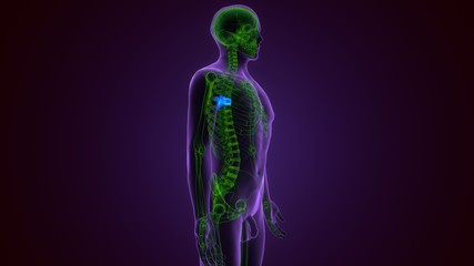 3D Illustration Concept of Spinal Cord Vertebral Column Thoracic Vertebrae of Human Skeleton System Anatomy
