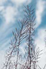 Flowers and grass in autumn