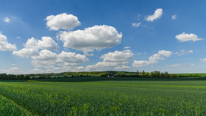 trees and buildings in rye fields, white clouds on blue sky