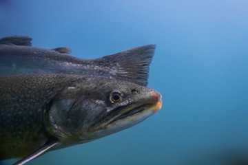 head from a fish while diving in a lake